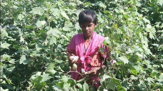 CCI officials, overseeing cotton farming in Punjab, say the present situation is uncertain to conclude if the agency would be required in the market. (HT File)
