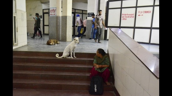 Stray dogs in the premises of the Guru Nanak Dev Hospital, Amritsar, India, on Monday. (Sameer Sehgal /HT) Stray dogs in the premises of the Guru Nanak Dev Hospital, Amritsar, India, on Monday. (Sameer Sehgal /HT)