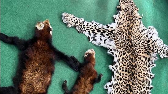 One leopard skin, two red panda skins were seized in north Bengal by forest department. (HT photo)