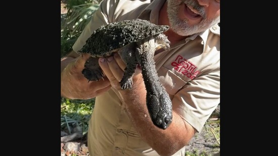 The image, taken from the viral Instagram video, shows the zookeeper holding the ‘uniquely fast’ turtle with a long neck. (Instagram/@jayprehistoricpets)