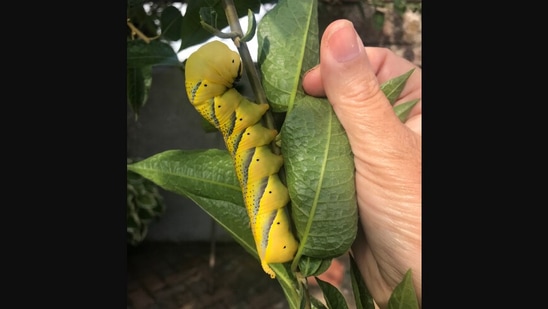 The image shows the ‘Silence of the Lambs’ caterpillar that a man in UK spotted in his garden. (Twitter/@bongowill)