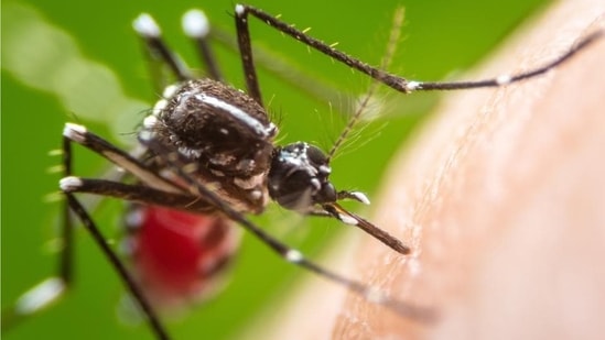 Yellow fever is spread by Aedes aegypti mosquito vector.&nbsp;(Shutterstock)