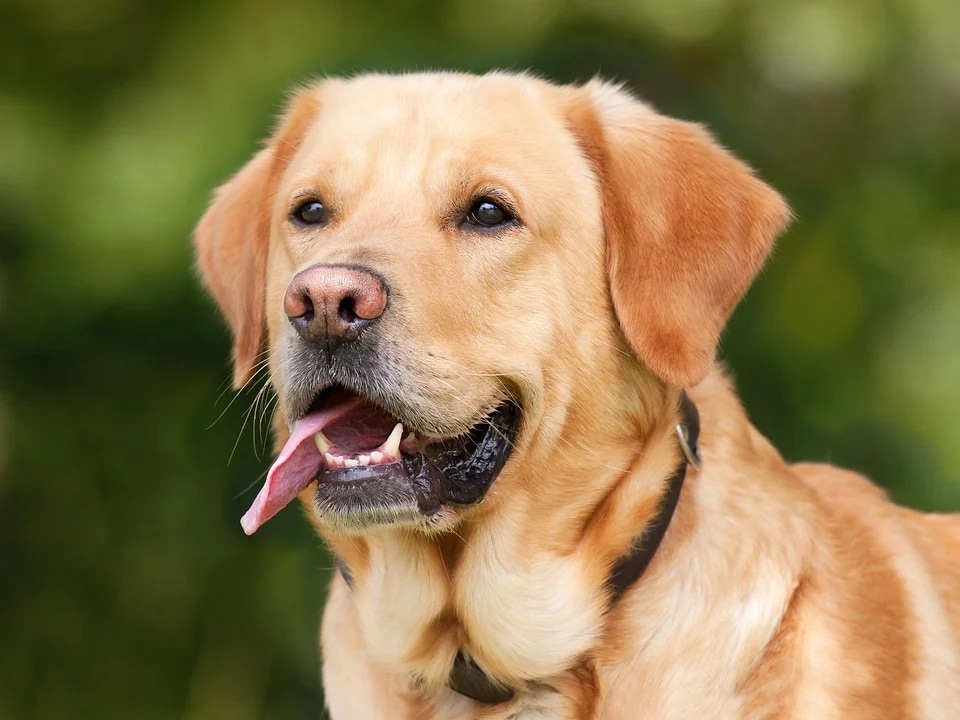 Now that it is clear that it is possible for pets to catch monkeypox from humans it has become all the more important to safeguard our pets against the same (Pixabay) Now that it is clear that it is possible for pets to catch monkeypox from humans it has become all the more important to safeguard our pets against the same (Pixabay)