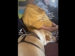 The image, taken from the Instagram video, shows a stranger giving her pillow to a service dog on flight.