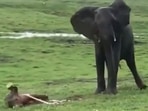 Screengrab from the video.(Twitter/ Gabriele Corno)