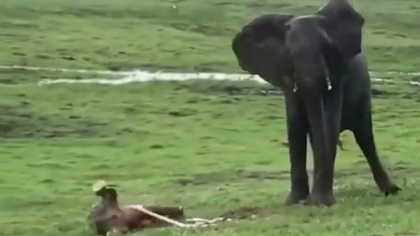 La cálida bienvenida de la manada al nuevo miembro cuando el elefante da a luz en un video viral