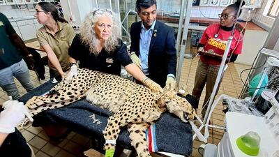An African cheetah going through 1st health exam by an international team of experts at Cheetah Conservation Fund before being send to the Kuno National Park in Madhya Pradesh (ANI File) An African cheetah going through 1st health exam by an international team of experts at Cheetah Conservation Fund before being send to the Kuno National Park in Madhya Pradesh (ANI File)