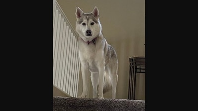 The image shows the dog with whom the Twitter user's boyfriend had a hilarious conversation about her. (Twitter/@Coll3enG)