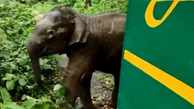 The image shows the elephant calf that was rescued and then reunited with its herd. (Twitter/@ParveenKaswan)