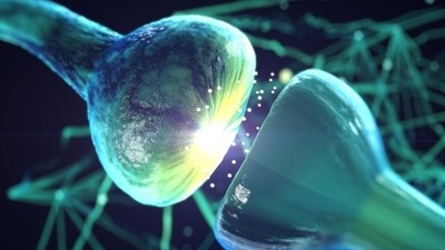 New functions for blood-brain barrier in neuron function and damage: Research (Shutterstock) New functions for blood-brain barrier in neuron function and damage: Research (Shutterstock)