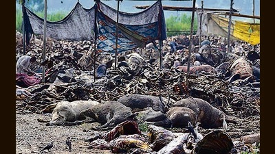Carcasses of LSD-infected animals dumped in the open on the banks of the Sutlej river in Ludhiana’s Laddowal area. (Gurpreet Singh/HT) Carcasses of LSD-infected animals dumped in the open on the banks of the Sutlej river in Ludhiana’s Laddowal area. (Gurpreet Singh/HT)