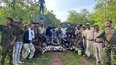 The tiger was captured by the forest and wildlife department on Thursday morning Forest department (Brahmapuri division) The tiger was captured by the forest and wildlife department on Thursday morning Forest department (Brahmapuri division)