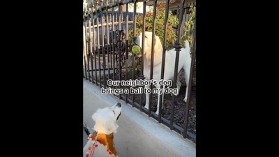 A screengrab of the video that shows two Golden Retriever dogs. (Instagram/@ladyandtheblues) A screengrab of the video that shows two Golden Retriever dogs. (Instagram/@ladyandtheblues)