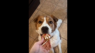 A screengrab from the viral video that shows a pet dad tricking his dog into taking medicines without him throwing a fit. (Instagram/@doggosdoingthings) A screengrab from the viral video that shows a pet dad tricking his dog into taking medicines without him throwing a fit. (Instagram/@doggosdoingthings)
