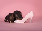 How to stop your dog from chewing home items ? Know from expert.(gettyimages) How to stop your dog from chewing home items ? Know from expert.(gettyimages)