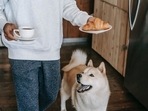 While dogs may seem like they can eat and digest anything, it couldn't be farther than the truth(Pexels) While dogs may seem like they can eat and digest anything, it couldn't be farther than the truth(Pexels)