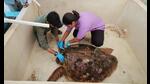 The loggerhead turtle that got stranded at Madh island and is currently being treated at the turtle transit centre in Airoli. (HT PHOTO) The loggerhead turtle that got stranded at Madh island and is currently being treated at the turtle transit centre in Airoli. (HT PHOTO)