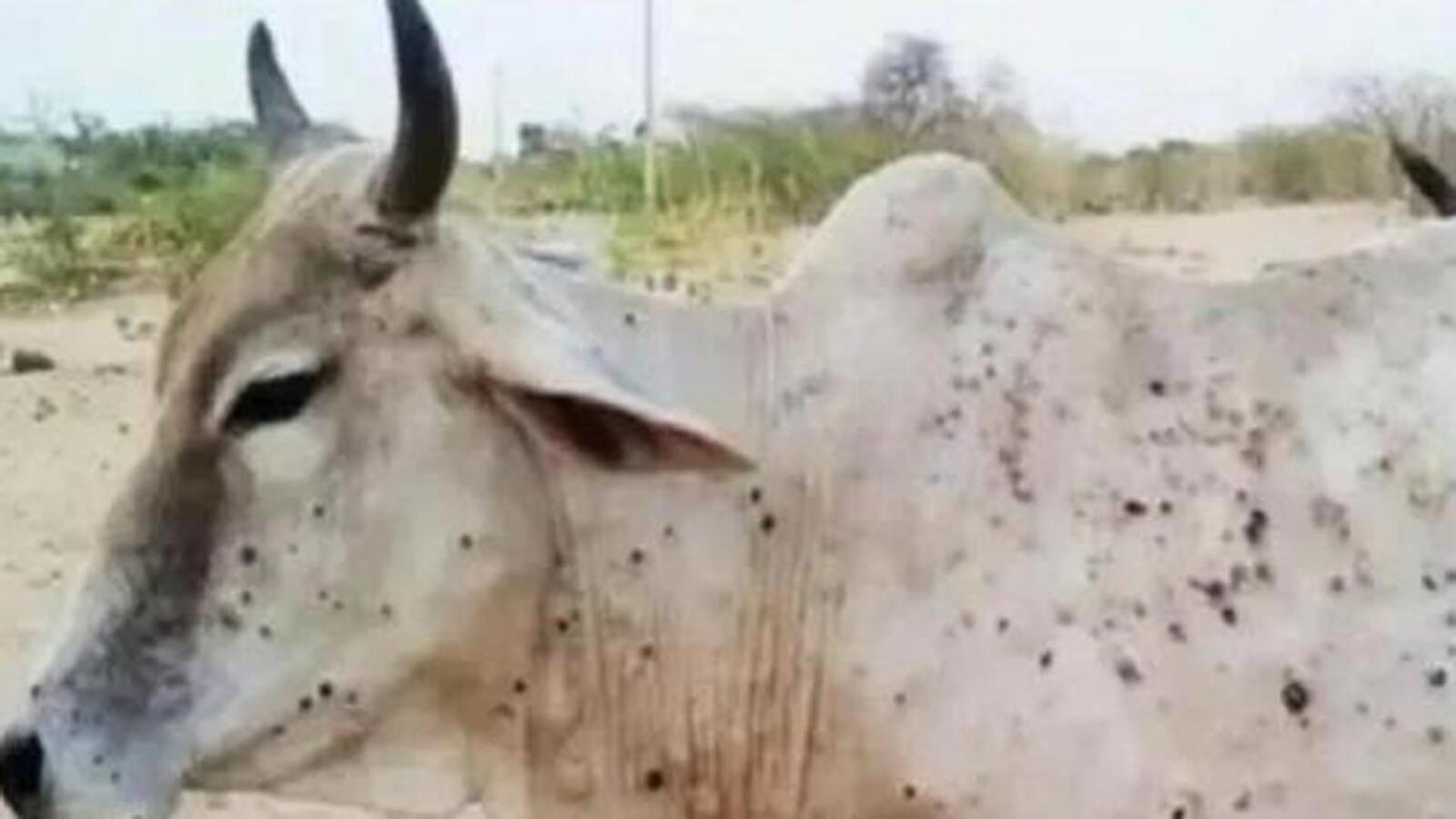 Declare lumpy skin disease in cows as pandemic: Rajasthan CM Gehlot to Centre | Latest News India - Hindustan Times Declare lumpy skin disease in cows as pandemic: Rajasthan CM Gehlot to Centre | Latest News India - Hindustan Times