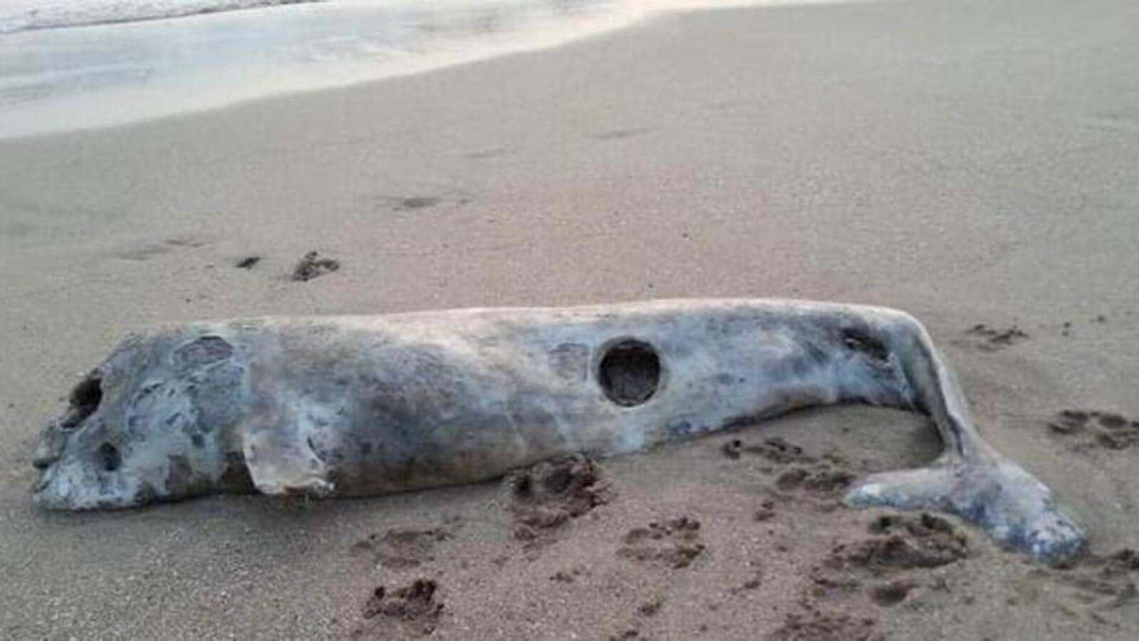 Porpoises with fins allegedly chopped off found in West Bengal; probe ...