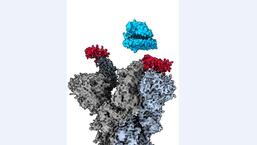 A microscopia crioeletrônica revela como o fragmento de anticorpo VH Ab6 (vermelho) se liga ao local vulnerável na proteína spike Sars-CoV-2 (cinza) para bloquear a ligação do vírus ao receptor de células ACE2 humano (azul).  (POR ACORDO)