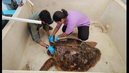 Loggerhead sea turtle stranded on Madh Island currently being treated at Airoli Turtle Transit Center.  (HT PHOTO)