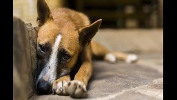 On International Homeless Animals’ Day today, we speak to some local voluntary animal shelters (HT Photo) On International Homeless Animals’ Day today, we speak to some local voluntary animal shelters (HT Photo)