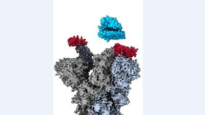 Cryo-electron microscopy reveals how the VH Ab6 antibody fragment (red) attaches to the vulnerable site on the Sars-CoV-2 spike protein (grey) to block the virus from binding with the human ACE2 cell receptor (blue). (BY ARRANGEMENT) Cryo-electron microscopy reveals how the VH Ab6 antibody fragment (red) attaches to the vulnerable site on the Sars-CoV-2 spike protein (grey) to block the virus from binding with the human ACE2 cell receptor (blue). (BY ARRANGEMENT)