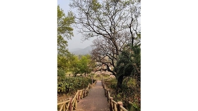 A view of Mandro Fossil Park at Rajmahal Hills in Jharkhand. Here, stones play out Earth's history. The 95-acre forested zone has fossils that are 145 to 200 million years old. The central attraction: a 140-million-year-old plant fossil, preserved in a giant boulder, that might be the key to understanding how early plants evolved into the ones we know today. (Picture courtesy: Mandro Fossil Park) A view of Mandro Fossil Park at Rajmahal Hills in Jharkhand. Here, stones play out Earth's history. The 95-acre forested zone has fossils that are 145 to 200 million years old. The central attraction: a 140-million-year-old plant fossil, preserved in a giant boulder, that might be the key to understanding how early plants evolved into the ones we know today. (Picture courtesy: Mandro Fossil Park)