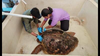 The loggerhead turtle that got stranded at Madh island and is currently being treated at the turtle transit centre in Airoli. (HT PHOTO) The loggerhead turtle that got stranded at Madh island and is currently being treated at the turtle transit centre in Airoli. (HT PHOTO)