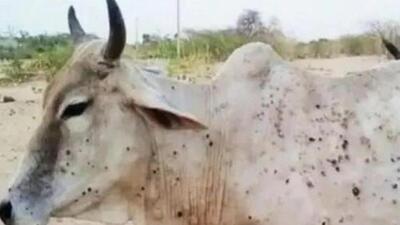 The disease has spread in 29 of 33 districts of the state. (File image) The disease has spread in 29 of 33 districts of the state. (File image)