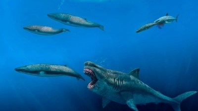 This illustration provided by J. J. Giraldo depicts a 16-meter (52-foot) Otodus megalodon shark predating on an 8-meter (26-foot) Balaenoptera whale in the Pliocene epoch, between 5.4 to 2.4 million years ago. (J. J. Giraldo via AP) This illustration provided by J. J. Giraldo depicts a 16-meter (52-foot) Otodus megalodon shark predating on an 8-meter (26-foot) Balaenoptera whale in the Pliocene epoch, between 5.4 to 2.4 million years ago. (J. J. Giraldo via AP)