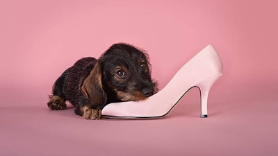 How to stop your dog from chewing home items ? Know from expert. (gettyimages) How to stop your dog from chewing home items ? Know from expert. (gettyimages)