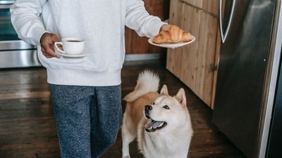 While dogs may seem like they can eat and digest anything, it couldn't be farther than the truth (Pexels) While dogs may seem like they can eat and digest anything, it couldn't be farther than the truth (Pexels)
