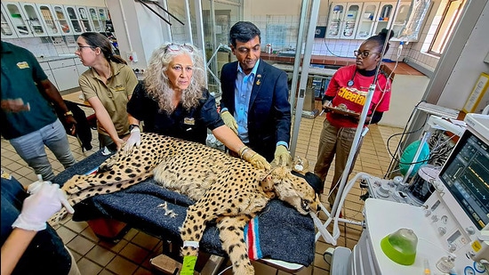 Indian High Commissioner in Namibia Prashant Agrawal looks on as an India-bound African cheetah undergoes first health exam by an international team of experts at Cheetah Conservation Fund. (PTI) Indian High Commissioner in Namibia Prashant Agrawal looks on as an India-bound African cheetah undergoes first health exam by an international team of experts at Cheetah Conservation Fund. (PTI)