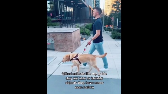 The image, taken from the Instagram video, shows the guide dog with its pet parent. (Instagram/@paulcastlestudio)