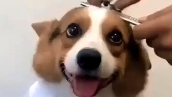 Taken from the viral Twitter video, the video shows a Corgi getting a haircut. (Screengrab)
