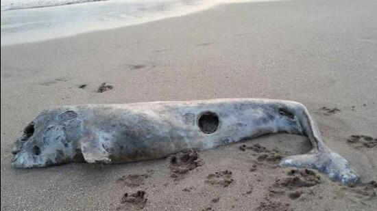 A team of biologists working along a stretch of a beach in East Midnapore found the carcasses. (File image)