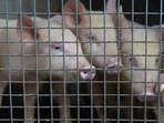 The African swine fever (ASF) outbreak was confirmed in a piggery farm in Manipur’s Kamjong district. (Representational Image) The African swine fever (ASF) outbreak was confirmed in a piggery farm in Manipur’s Kamjong district. (Representational Image)