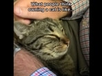 The image, taken from the ‘expectation vs reality’ Instagram video, shows the cat with its pet parent. The image, taken from the ‘expectation vs reality’ Instagram video, shows the cat with its pet parent.