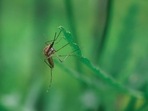 World Mosquito Day 2022: List of vector-borne diseases caused by mosquito bite(Leonid Danilov) World Mosquito Day 2022: List of vector-borne diseases caused by mosquito bite(Leonid Danilov)