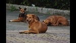 Dogs caught from residential complex in Nerul are not violent, says Navi Mumbai Municipal Corporation. (HT FILE PHOTO FOR REPRESENTATIONAL PURPOSE ONLY) Dogs caught from residential complex in Nerul are not violent, says Navi Mumbai Municipal Corporation. (HT FILE PHOTO FOR REPRESENTATIONAL PURPOSE ONLY)