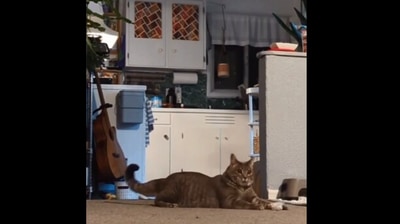 The image, taken from the Reddit video, shows the cat fighting with a paper. (Reddit/@teppichbode)