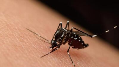 Aedes aegypti, the yellow fever mosquito, is a mosquito that can spread dengue fever, chikungunya, Zika fever, Mayaro and yellow fever viruses, and other disease agents. The mosquito can be recognised by black and white markings on its legs. (REPRESENTATIVE PHOTO)