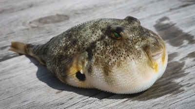 Pufferfish: This is a deadly yet one of the most expensive delicacies in the world. The Japanese eat about 10,000 tons of puffer fish every year. During high season, it is sold at around $265 per kilogram. Wild torafugu is a type of puffer fish that is mostly used in high-end restaurants, served as thinly sliced sashimi or deep fried. (Unsplash) Pufferfish: This is a deadly yet one of the most expensive delicacies in the world. The Japanese eat about 10,000 tons of puffer fish every year. During high season, it is sold at around $265 per kilogram. Wild torafugu is a type of puffer fish that is mostly used in high-end restaurants, served as thinly sliced sashimi or deep fried. (Unsplash)