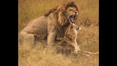 Lions mating in the Masai Mara, Kenya. (PHOTO: DR KULDIP JASWAL) Lions mating in the Masai Mara, Kenya. (PHOTO: DR KULDIP JASWAL)
