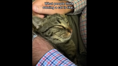 The image, taken from the ‘expectation vs reality’ Instagram video, shows the cat with its pet parent. (Instagram/@chipthemanx) The image, taken from the ‘expectation vs reality’ Instagram video, shows the cat with its pet parent. (Instagram/@chipthemanx)