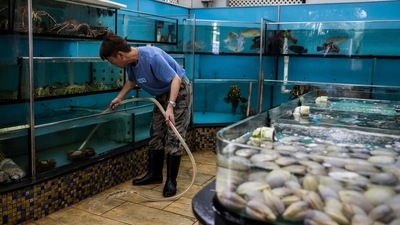 A man cleans water tanks holding fresh seafood for sale at Lei Yue Mun in Hong Kong on Friday. (AFP) A man cleans water tanks holding fresh seafood for sale at Lei Yue Mun in Hong Kong on Friday. (AFP)