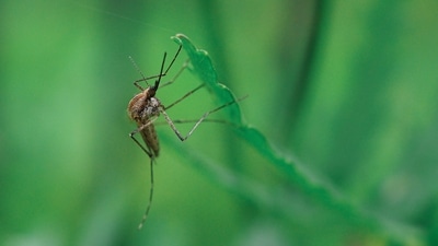 World Mosquito Day 2022: List of vector-borne diseases caused by mosquito bite (Leonid Danilov) World Mosquito Day 2022: List of vector-borne diseases caused by mosquito bite (Leonid Danilov)