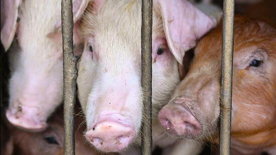 The cabinet minister said that African Swine Fever is non-zoonotic disease and does not infect human or other livestock species. (AFP)
