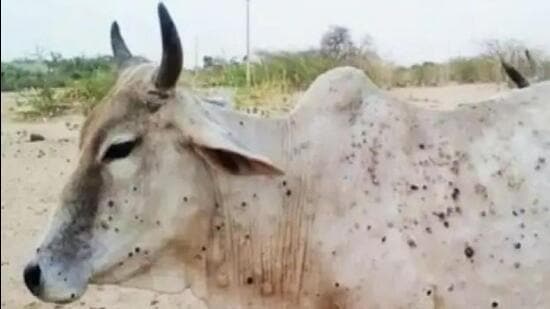 Haryana chief secretary Sanjeev Kaushal on Saturday said there should be a complete ban on interstate and interdistrict movement of cattle in view of lumpy skin disease, adding that the cattle fair and sale of animals should also be completely prohibited. (Image for representational purpose)